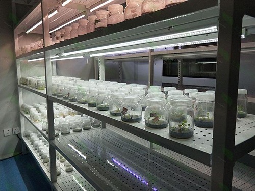 邹城植物组织培养实验室设计建设方案